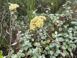 Helichrysum petiolare